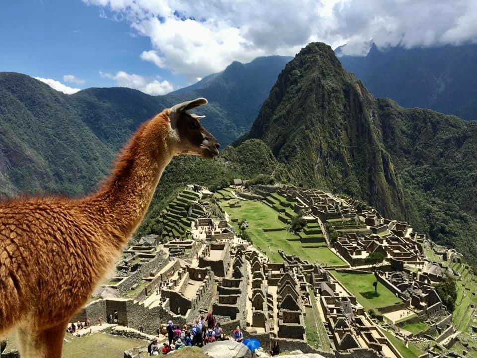 Alpaca in Machu Picchu by Barry Hsiung2017.jpg Alpaca in Machu Picchu by Barry Hsiung2017.jpg