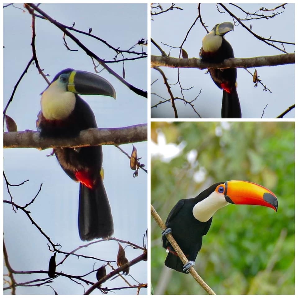 Toco Toucan_Tambopata National Reserve_Barry2017.jpg Toco Toucan_Tambopata National Reserve_Barry2017.jpg