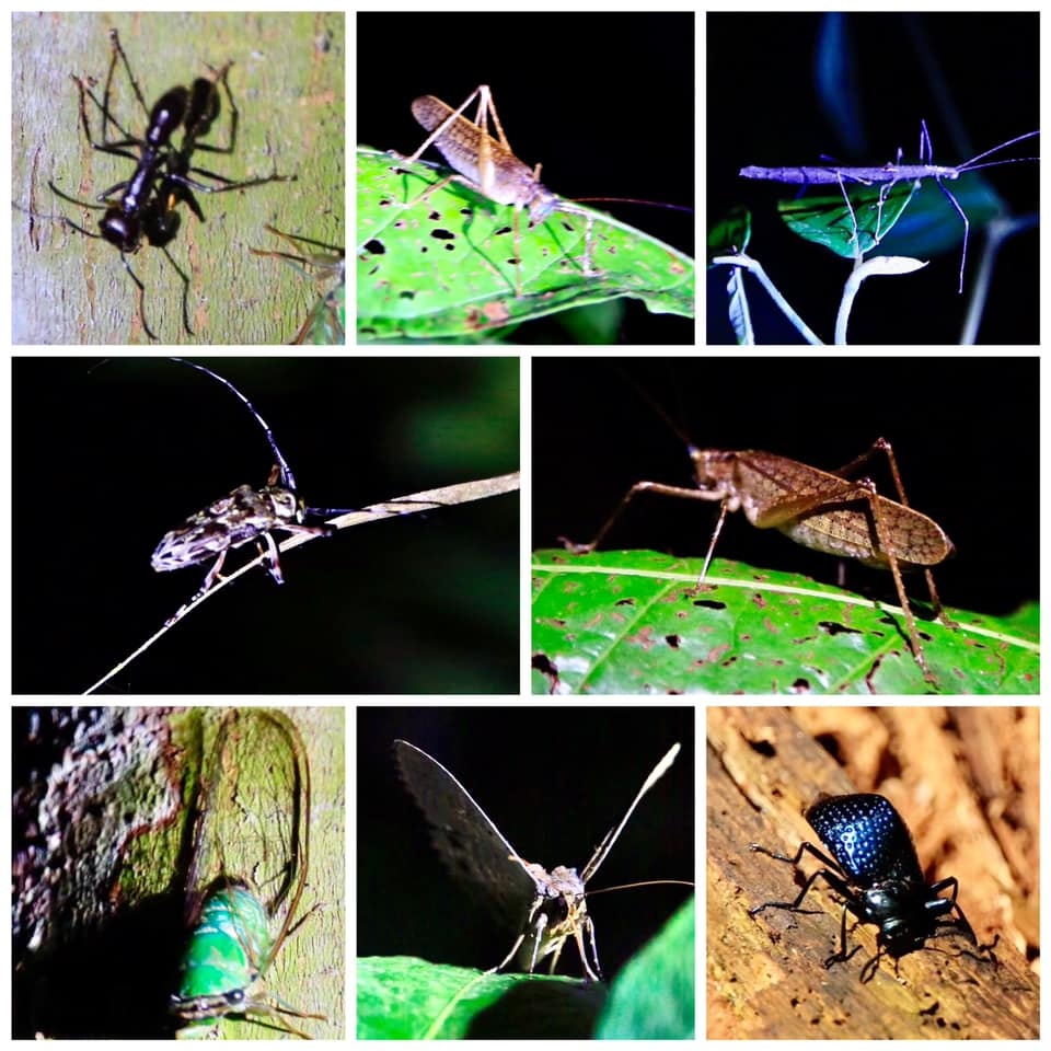Insects in Tambopata National Reserve_Peru_PC Chang and Barry Hsiung2017.jpg Insects in Tambopata National Reserve_Peru_PC Chang and Barry Hsiung2017.jpg