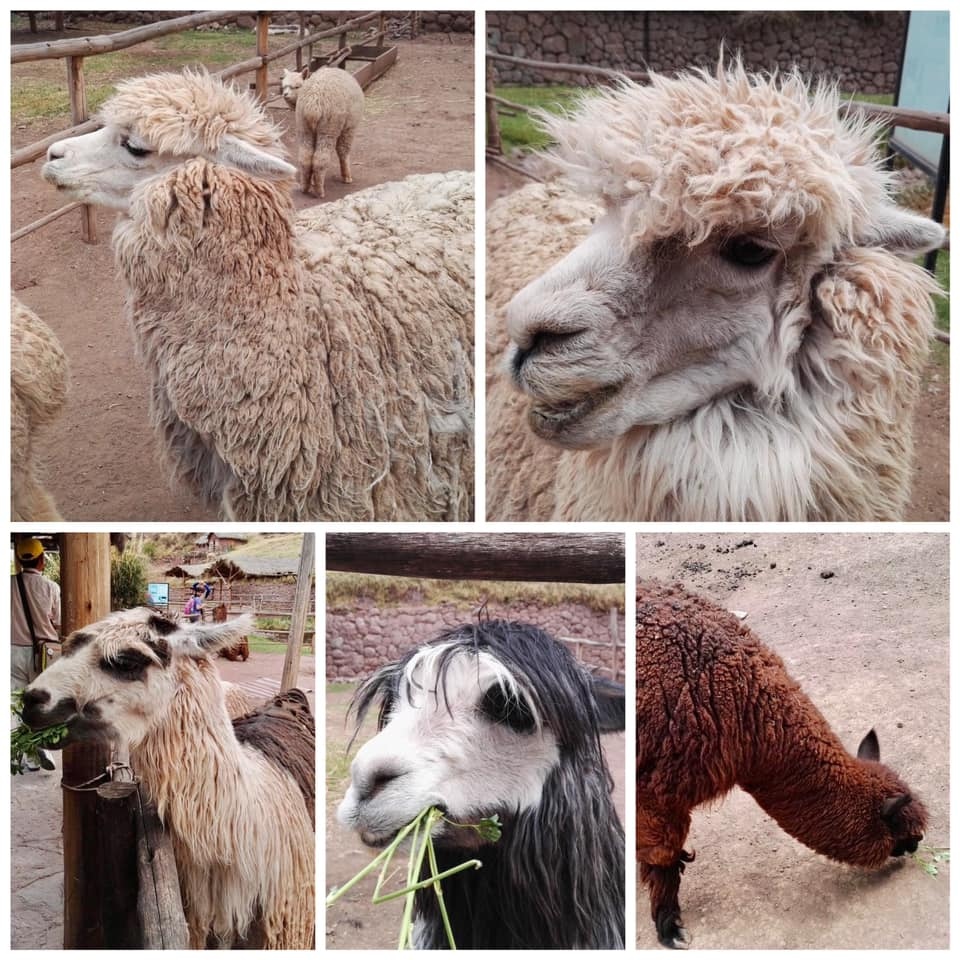 Alpacas_Peru_Barry Hsiung201010.jpg Alpacas_Peru_Barry Hsiung201010.jpg