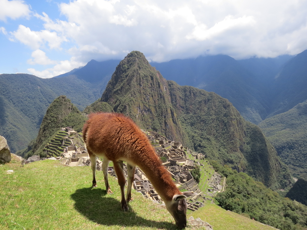 Alpaca of Machu Picchu_Peru_ Barry Hsiung2017.jpg Alpaca of Machu Picchu_Peru_ Barry Hsiung2017.jpg