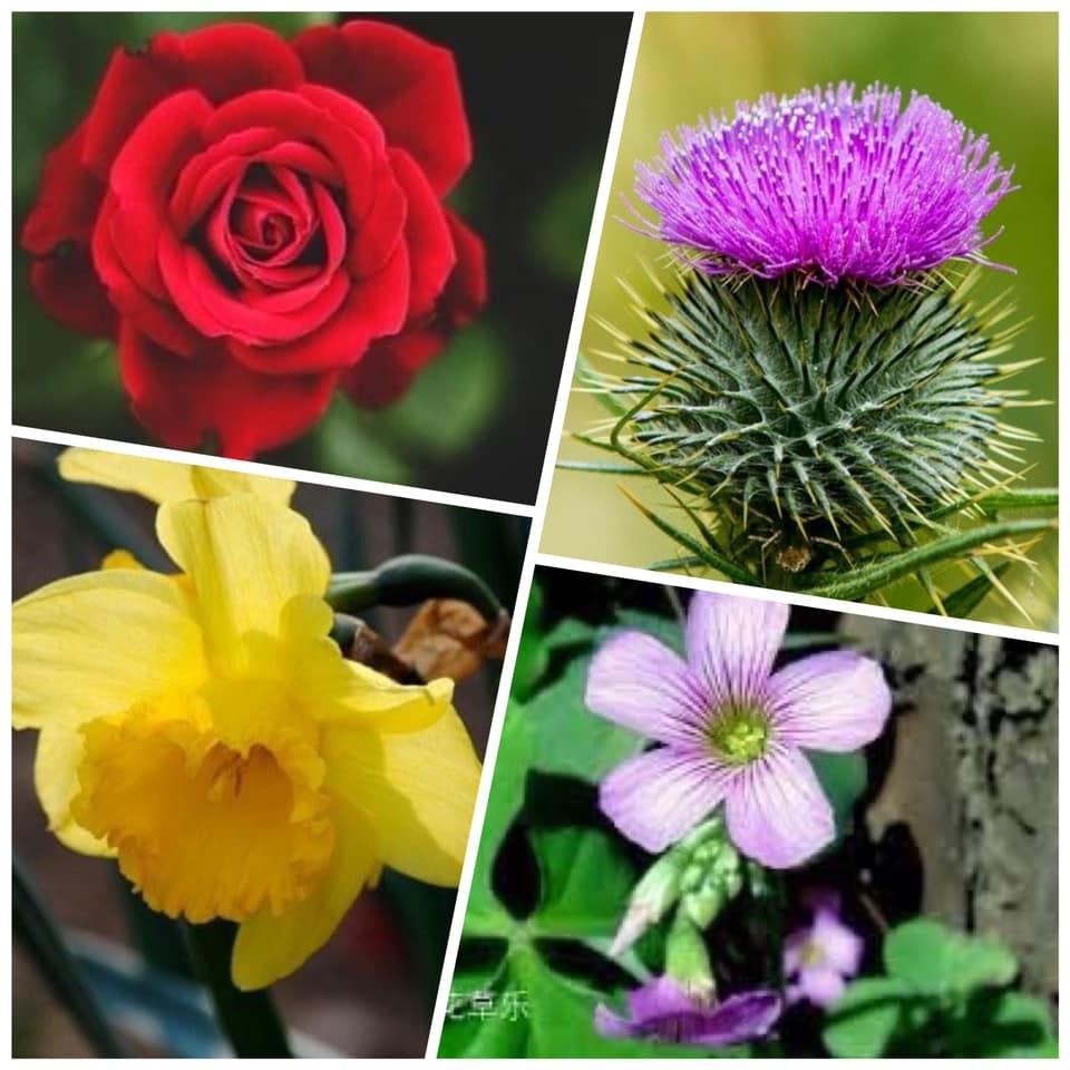 UK National Flowers.jpg UK National Flowers.jpg